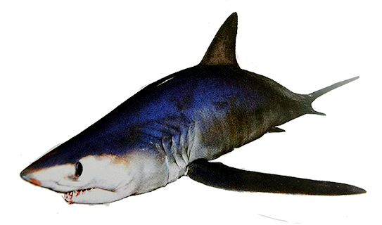 Alopias superciliosus_02396